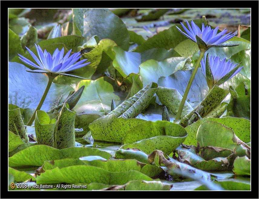 Orto_Botanico_HDR_ (13).jpg